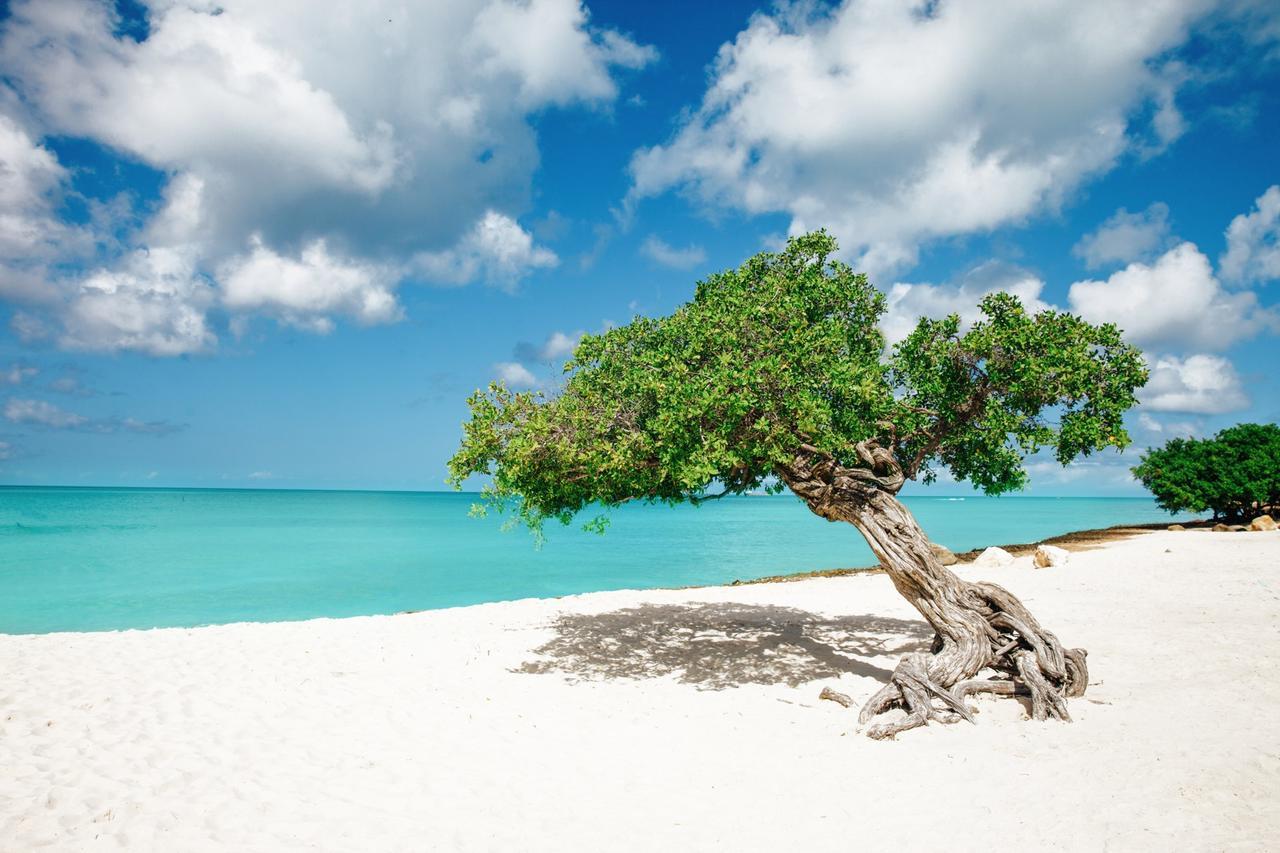 Marriott'S Aruba Surf Club Hotel Palm Beach Kültér fotó